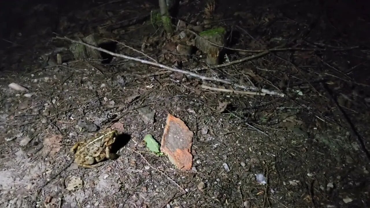 Toad at sugar lake