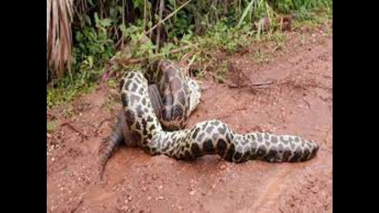 wild amazon | anaconda feeding