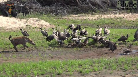 Hyena Takes Vultures Meal