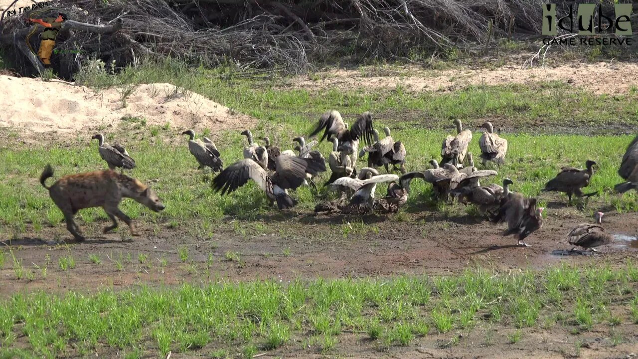 Hyena Takes Vultures Meal