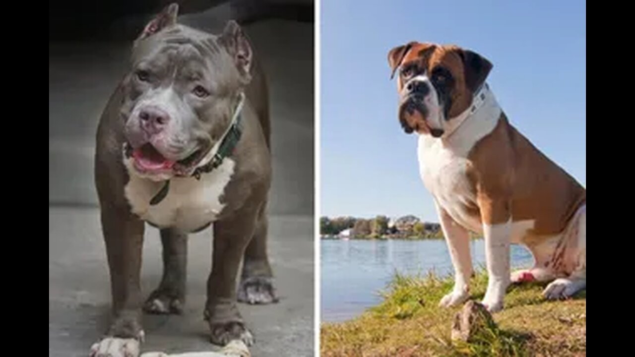 American pitbull