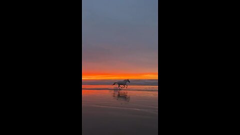 Horse On the Beach