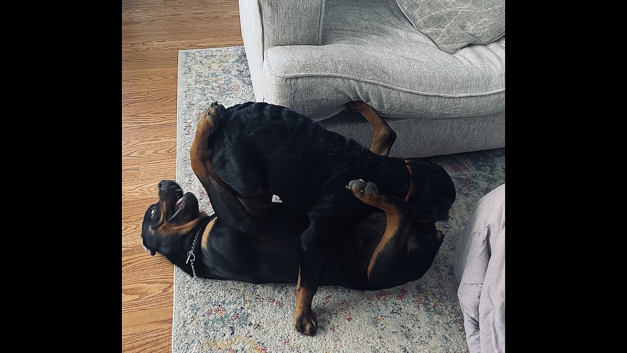 Rottweilers!