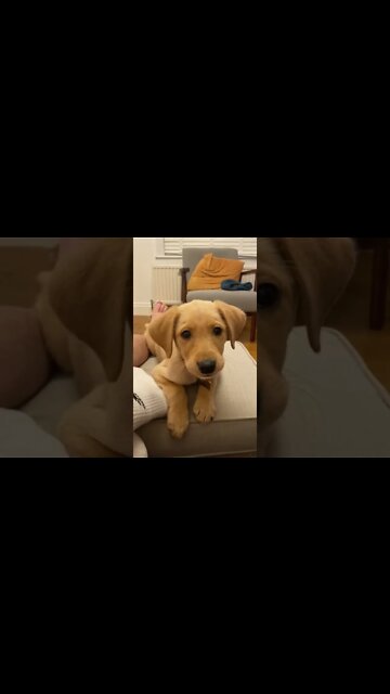 Can Someone Make Sound Remix of His Barking and Growling 😂