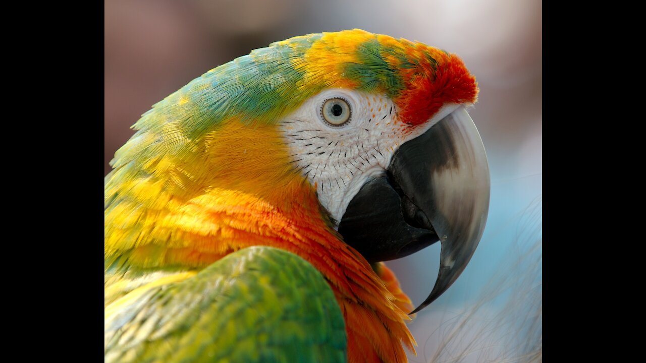 Parrot Greeting Parrot