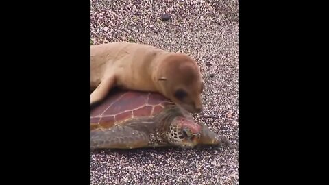 tartaruga resolve fazer uber 🤣🤣🤣