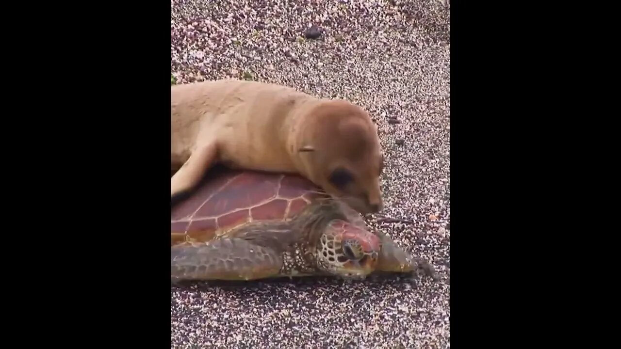 tartaruga resolve fazer uber 🤣🤣🤣