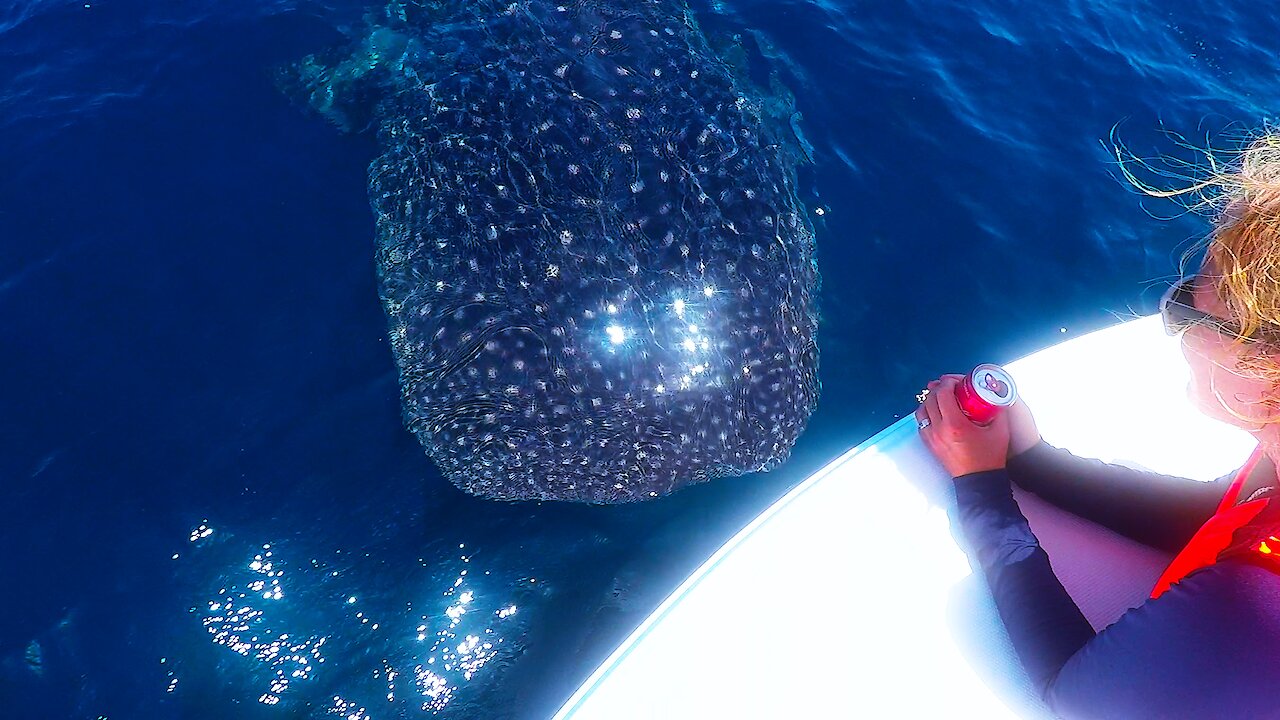 Young whale shark swims right into boat with his head