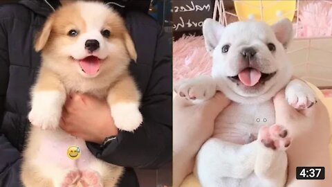 Baby Dogs | Cute puppies videos Funny and Cute Baby Dog Videos Compilation