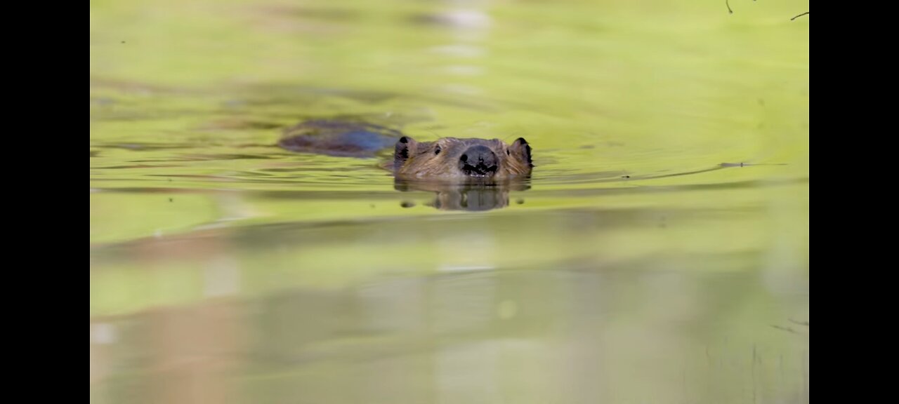 Beaver_Rewilding_Impacts_Measured_by_NASA(720p)