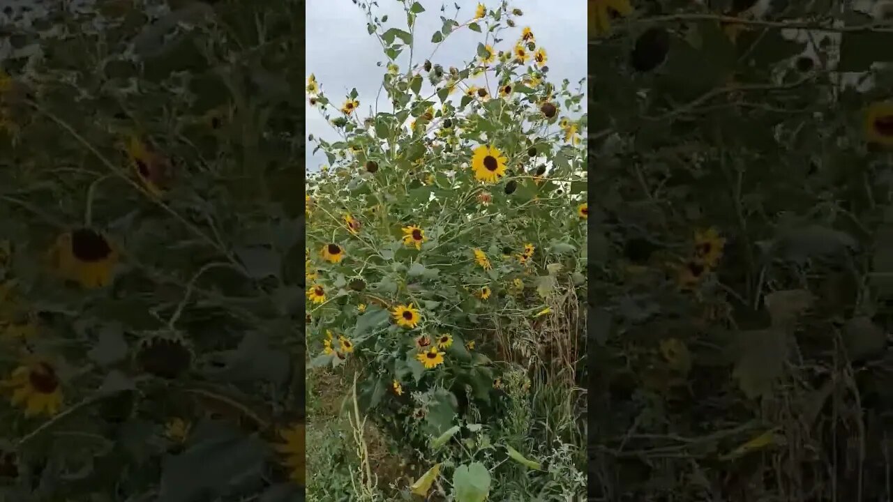 Back Roads Flowers