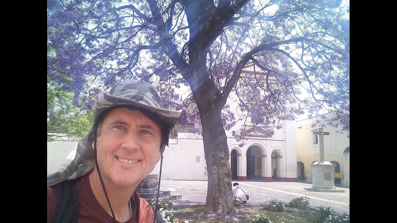 The Jacaranda Beautifies Mexico City - Purple Flowers Everywhere