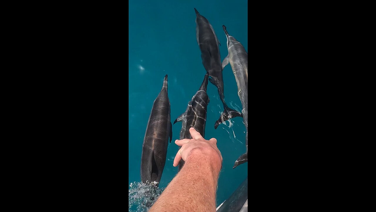 Pod of Dolphins Chase Our Boat!