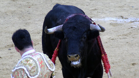 2024 09 26 ALGEMESÍ NOVILLADA DOLORES AGUIRRE