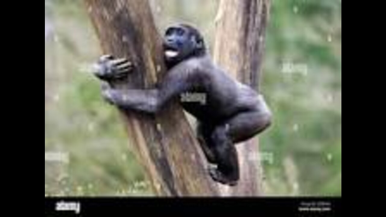 Animals for Kids (GORILLA)
