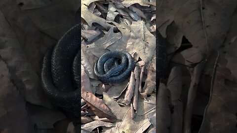 Baby kingsnake in my yard!!! #herping #shorts #snakes