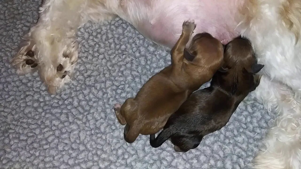H Litter - First 2 born (March 7)