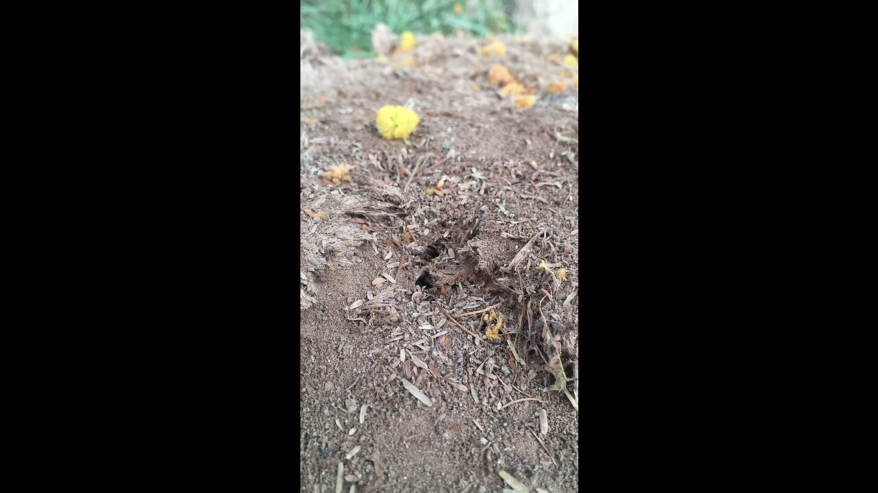 Time Lapse | Ants |