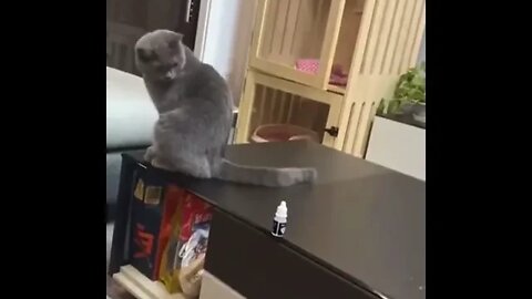 Cat Clearing The Table
