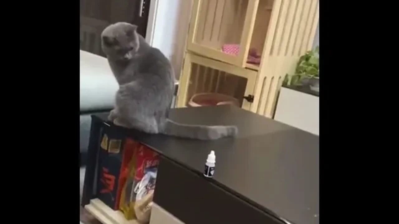 Cat Clearing The Table