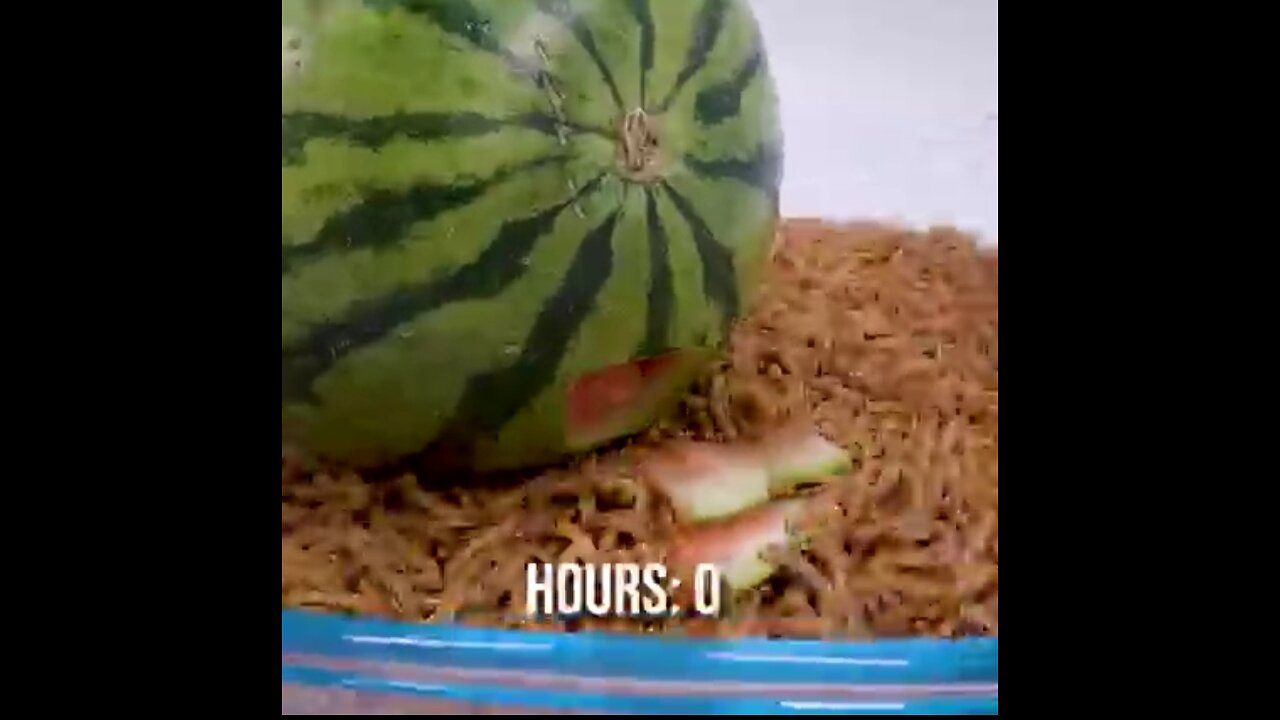 10000 mealworm vs water melon 🍈