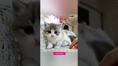 funny cat videos | cute cat videos| cute animals funny cats #shorts #shortsfunny #cutecat #funnycat