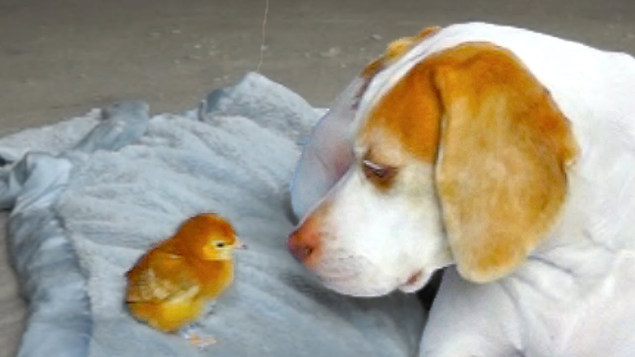 Cute little puppy & chicks | Animals video | Animalzon