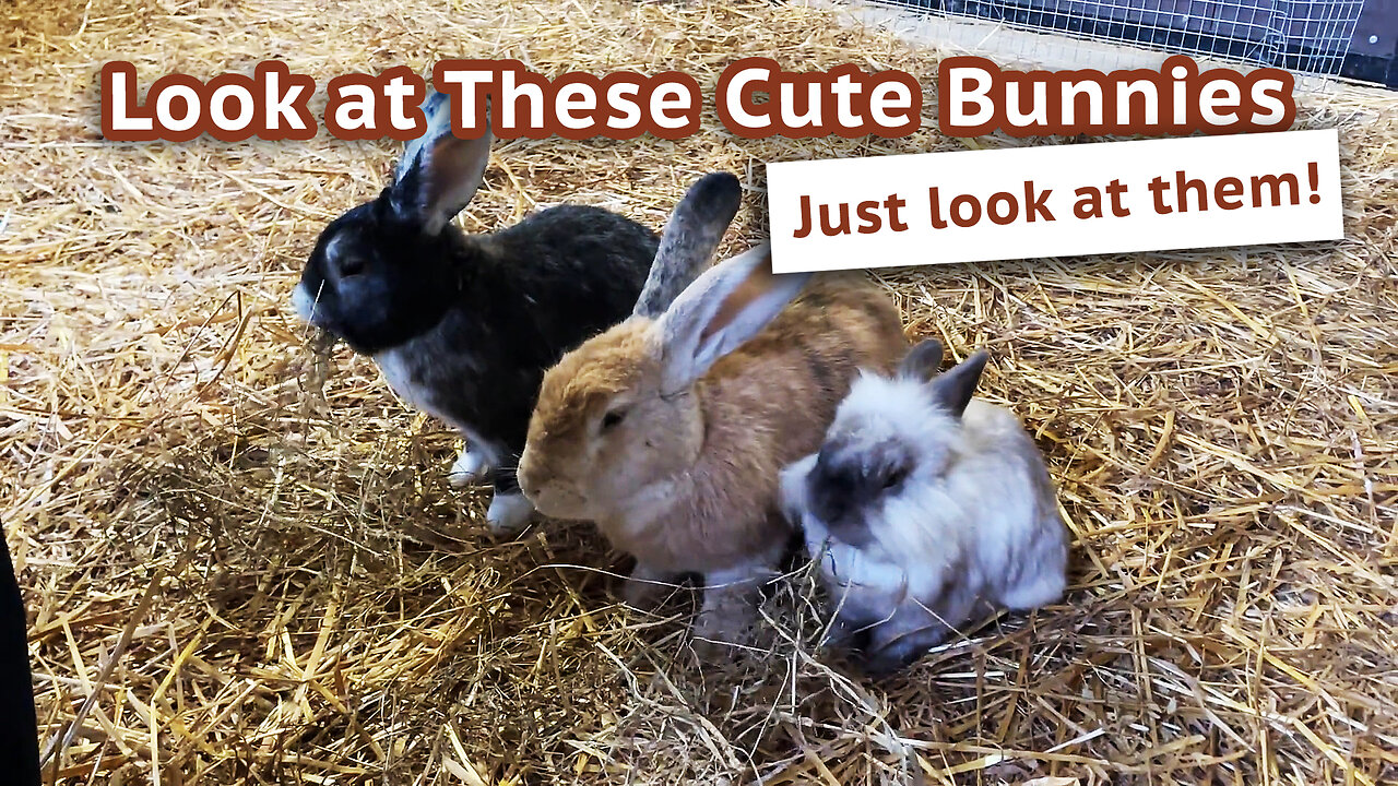 Cute Bunnies In A Petting Zoo