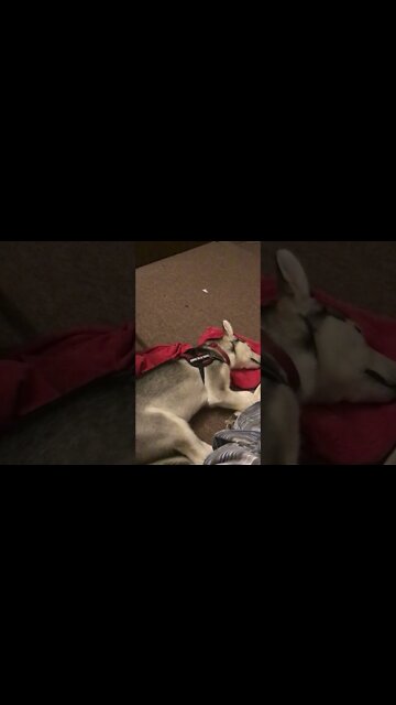 Chana going for a run on 15-May-2021