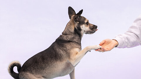 Dog training