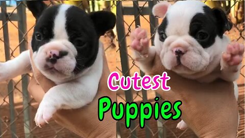 Cutest Puppies You Really Want To Hug #shorts | n39 vlog