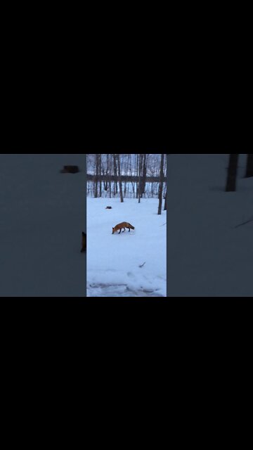 U.P. Winter Fox