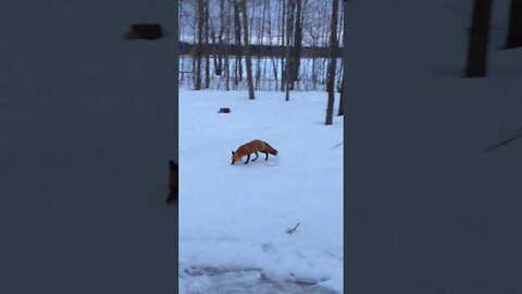 U.P. Winter Fox