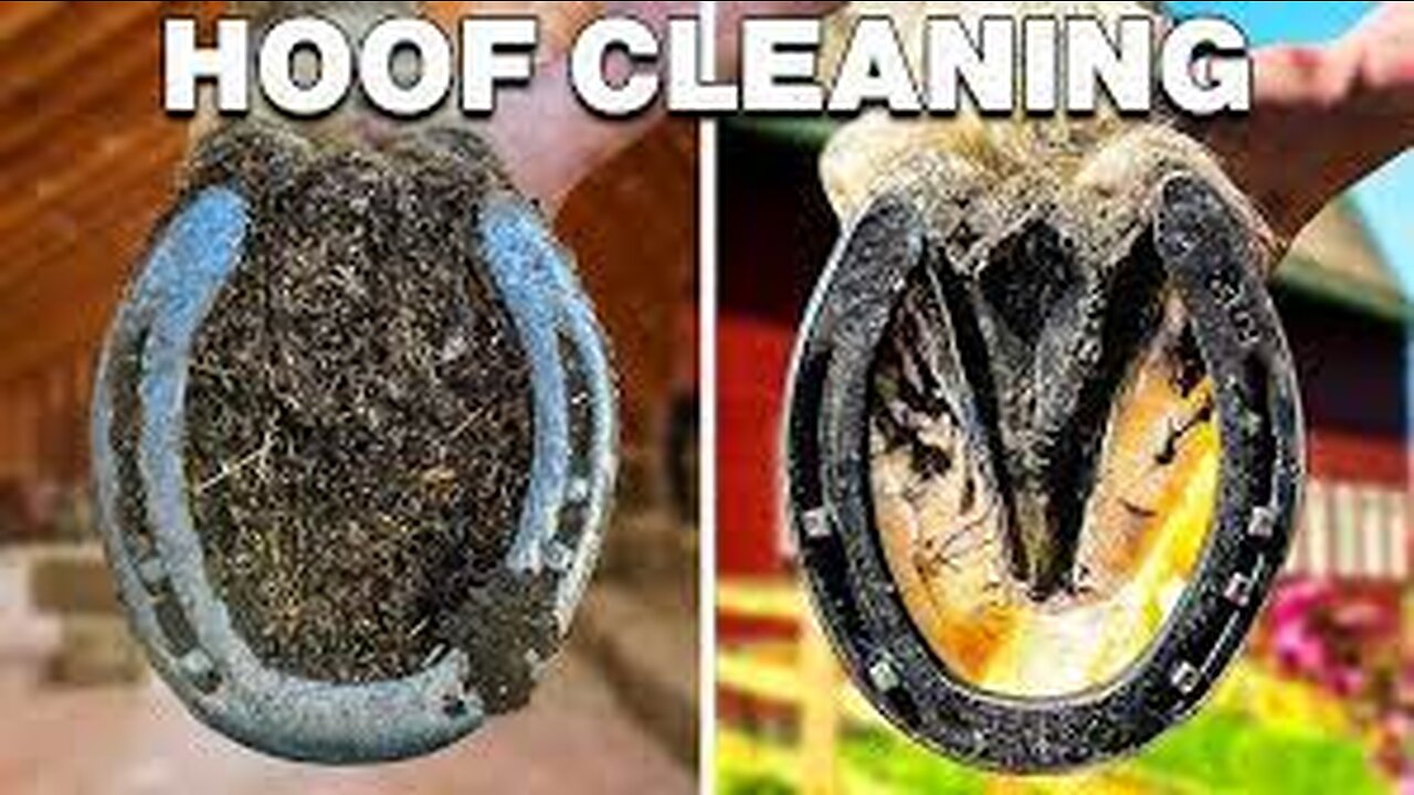 How Horse Hooves Are Deep Cleaned - Deep Cleaned - Insider