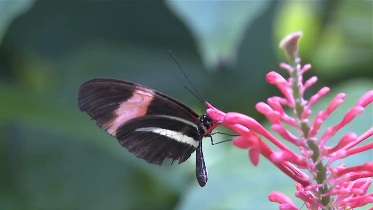 Butterfly Collecting Nectar