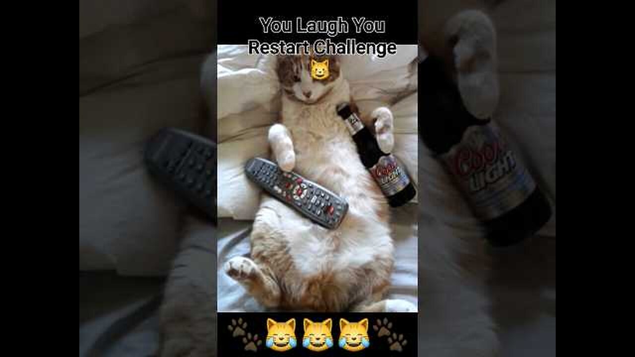 So you want a CAT ? Are You Really Sure ?? 😺😺