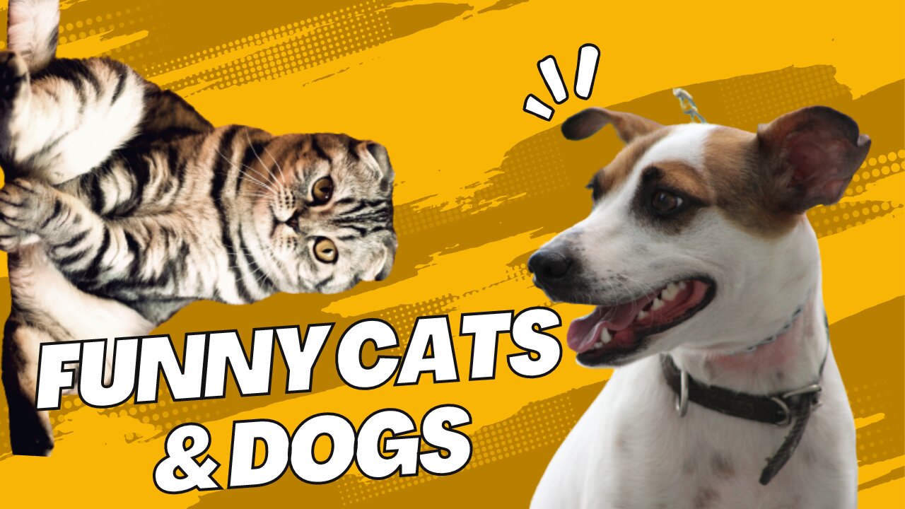 FunnyCats&DogsVideos