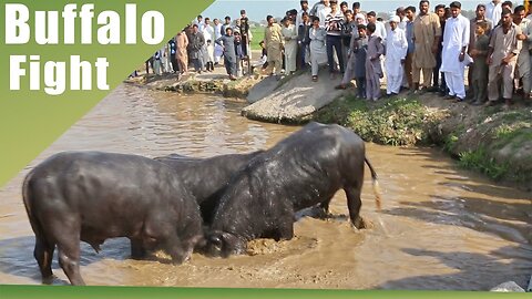 Buffalo Fight | Water Bull