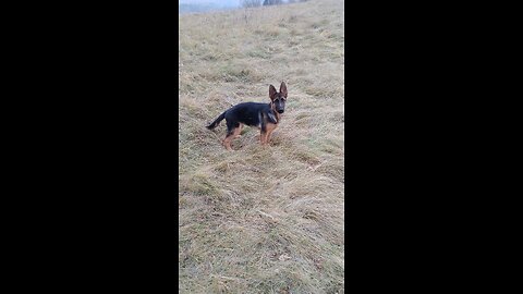 german shepherd for the first time in the water