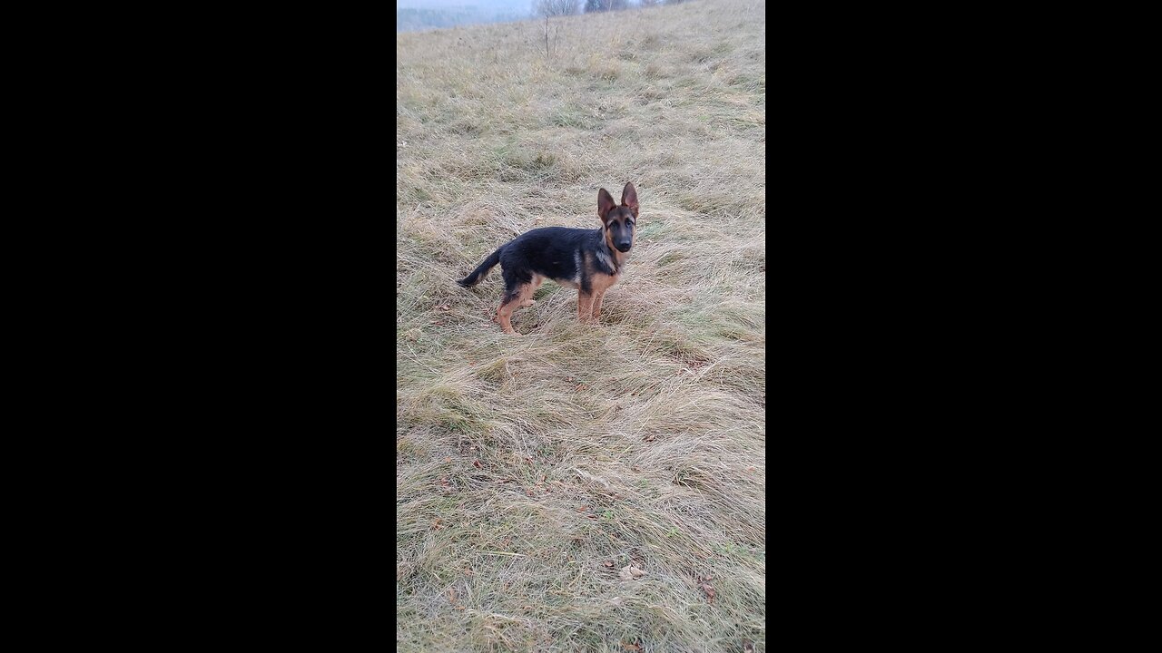 german shepherd for the first time in the water