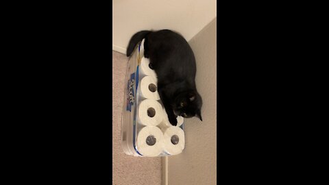 Cats