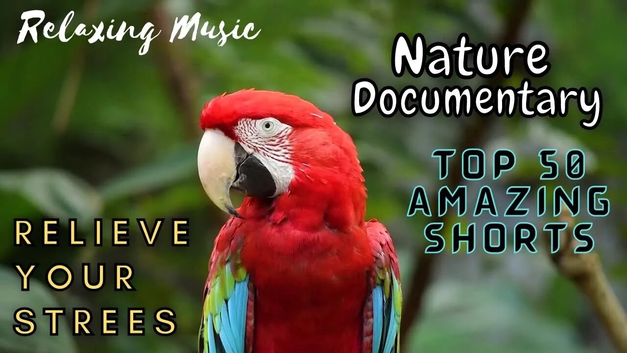 Nature Documentary So Amazing And Beautiful 50 Shorts / Relaxing Music - Relieve Your Strees