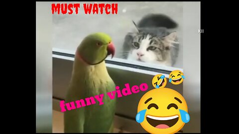 Funny cats reaction video 🤣😂