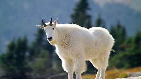 Goats That Laugh At Gravity 🐐14000 ft