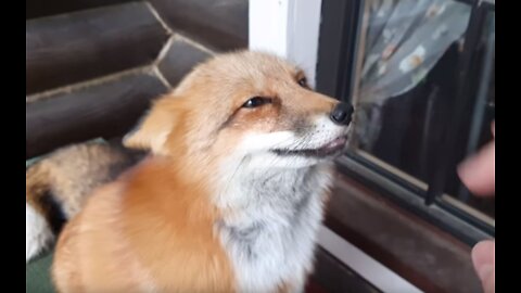 Am I fall in love with fox?