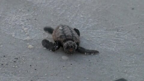 Warning to beachgoers as sea turtle nesting season underway