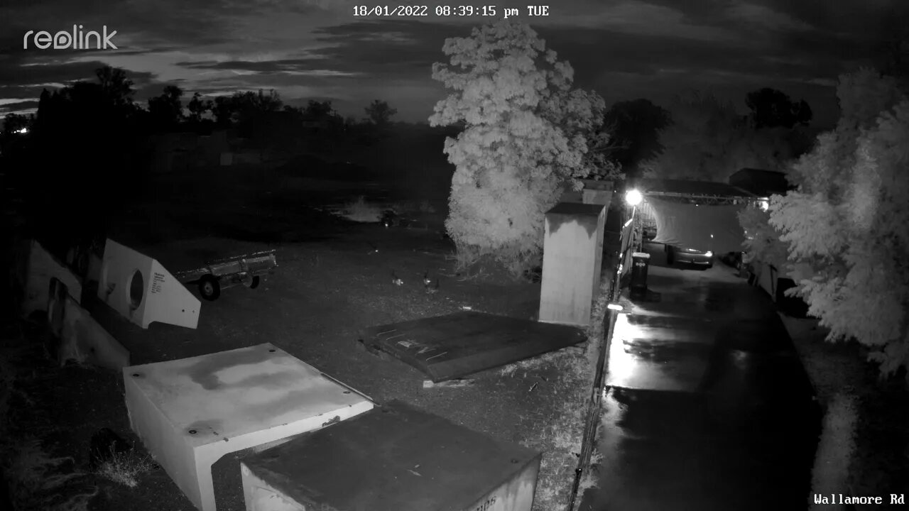 Stray Cat & Kittens 01