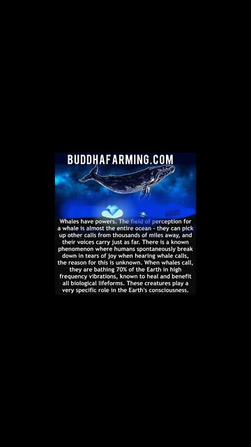 Magical Energy of the Whale Song - The Whale Nation assists in the Healing of Gaia