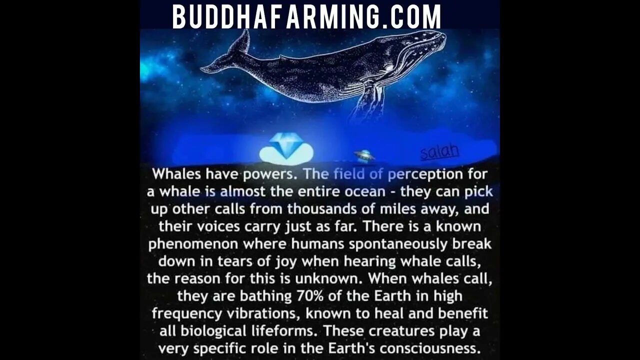 Magical Energy of the Whale Song - The Whale Nation assists in the Healing of Gaia