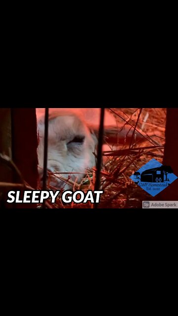 Being a big goat is exhausting #shorts